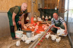 Hühner- und Hähnchenaufzucht auf dem Biohof in Kolkwitz.