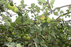 Apfelbaum auf der Streuobstwiese des Biohofs.