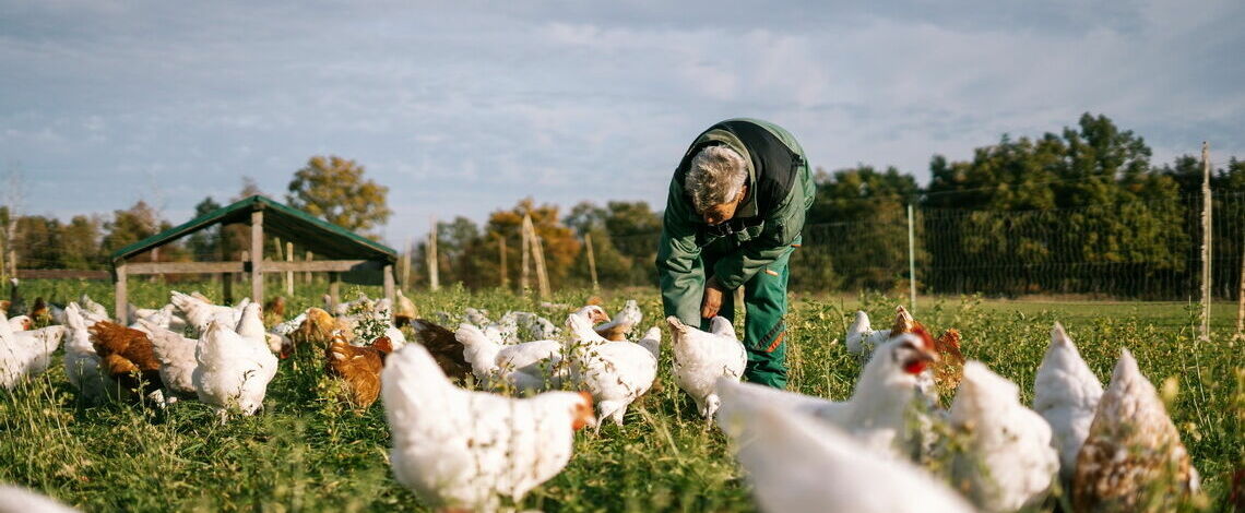 Eine Mitarbeiterin des Biohofs füttert die Hühner. Foto: Terra Naturkost Lukas Freitag.