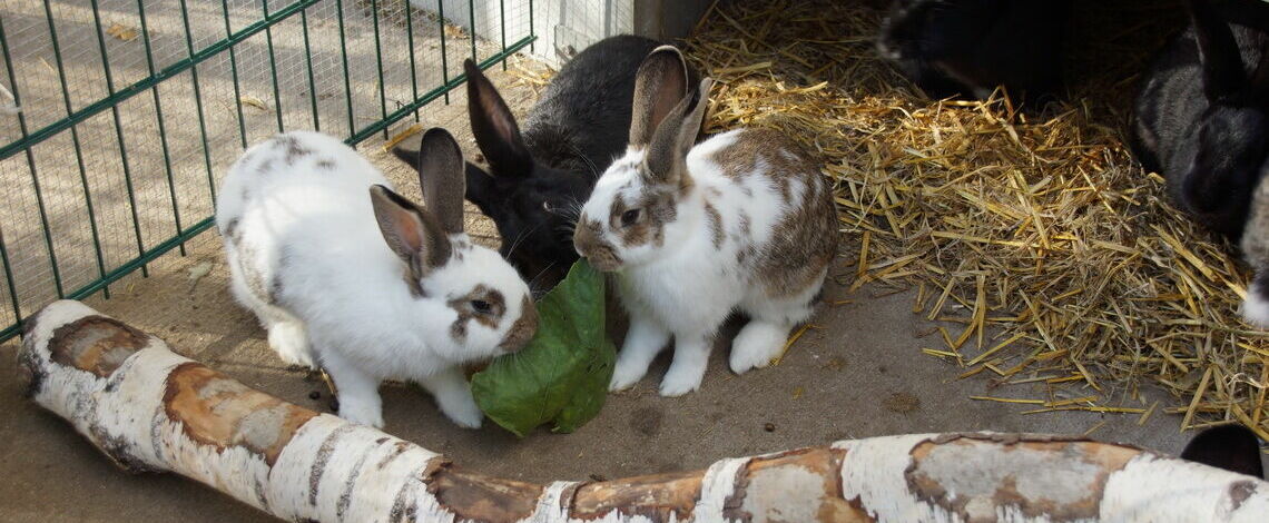Die Kaninchen in ihrem Außenbereich.