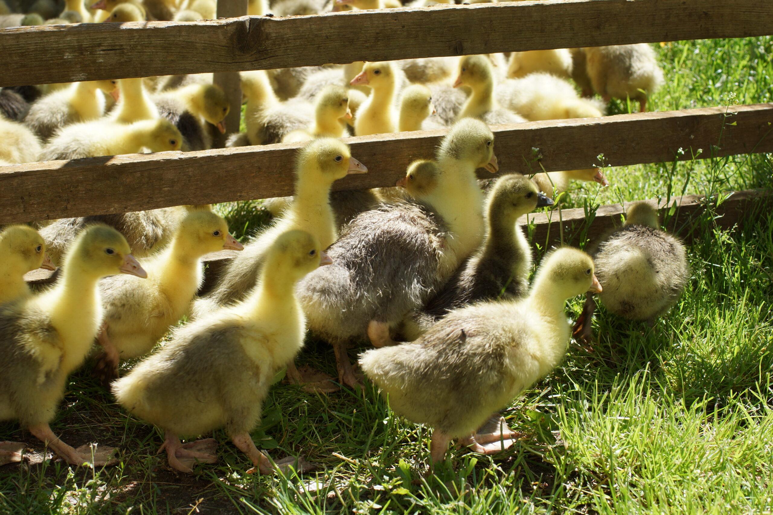 Eine Schar Gänse-Gössel.