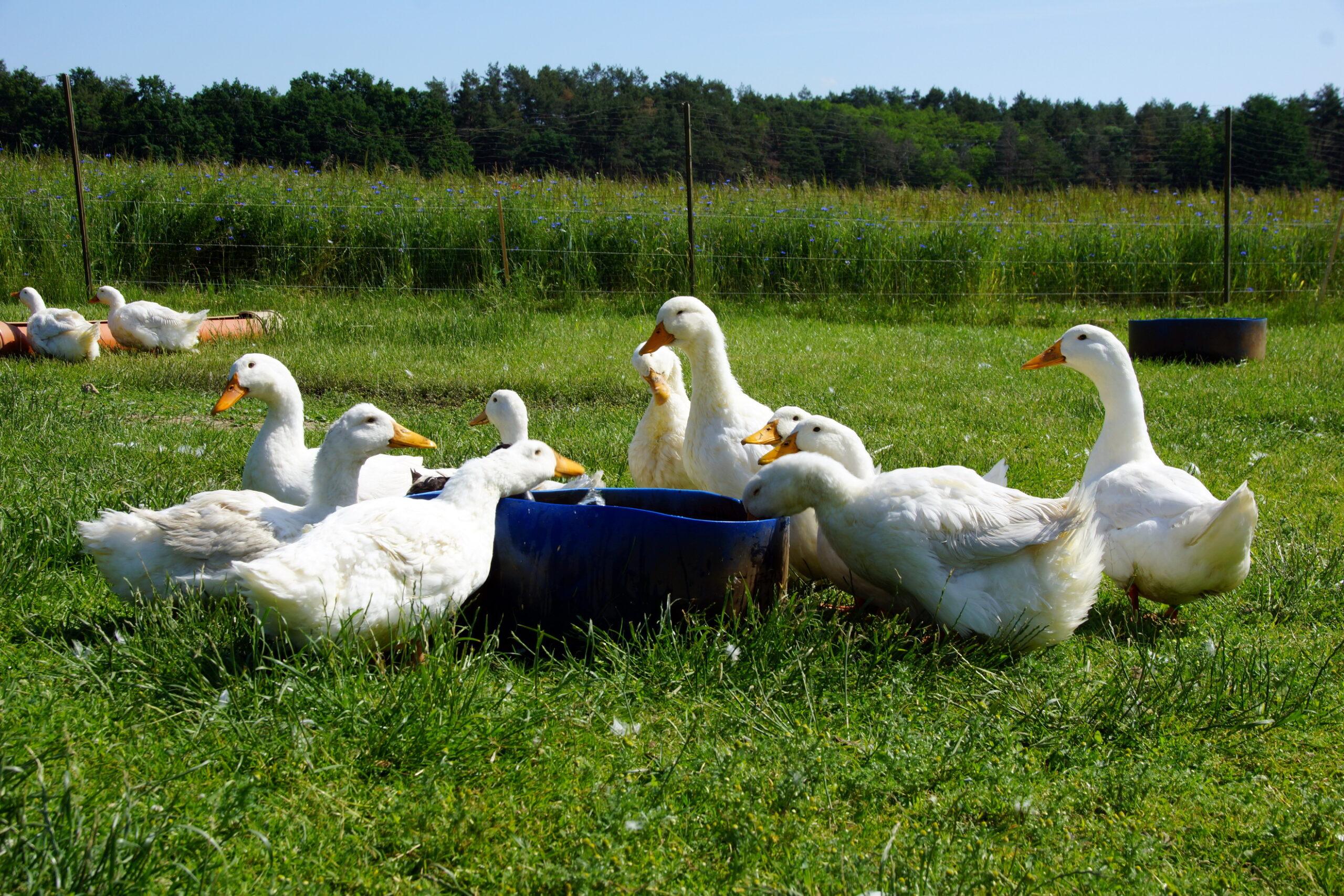Enten-Schar auf einer Wiese des Biohofs.