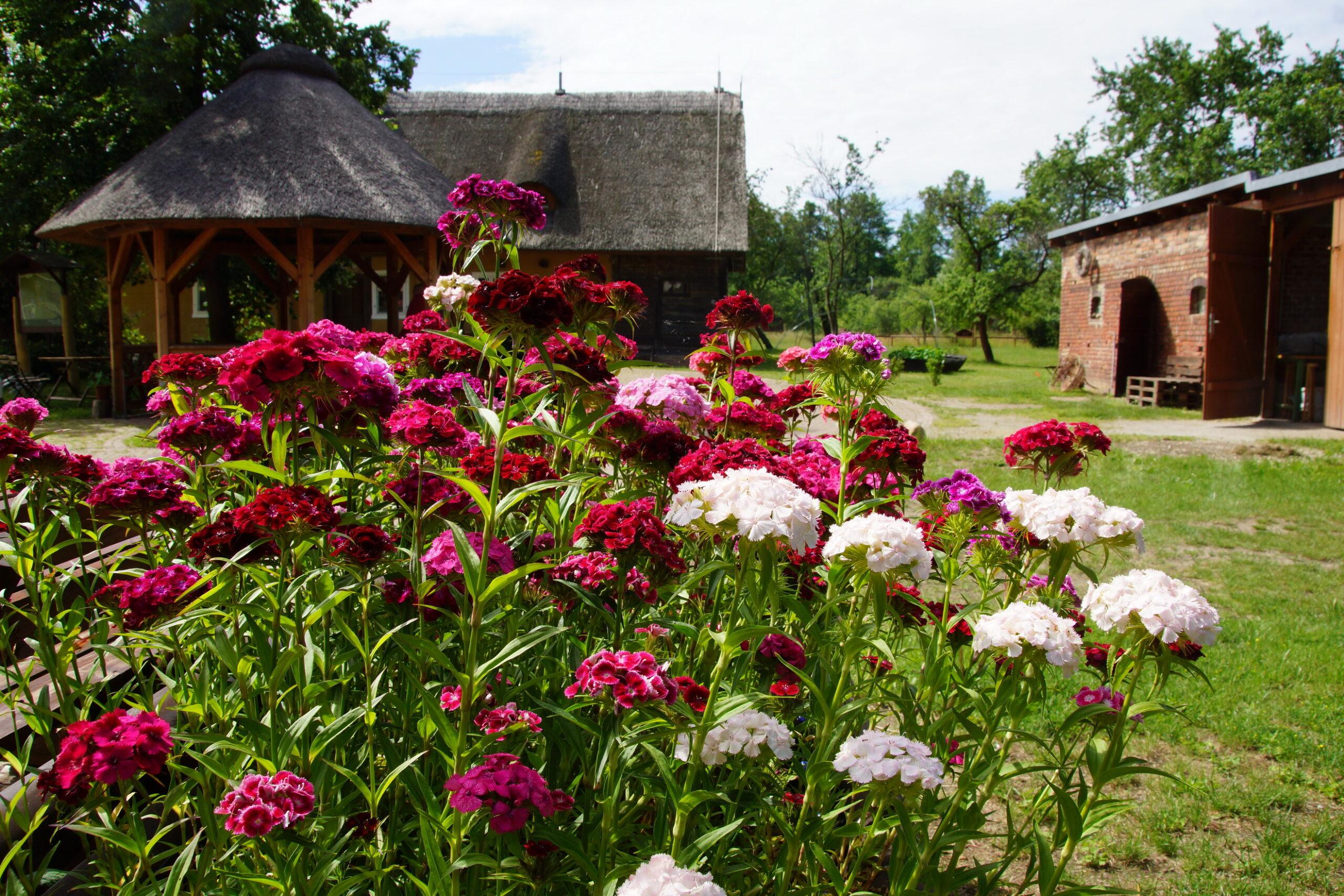 Der Innenhof der Spreewald_Kräuterey.