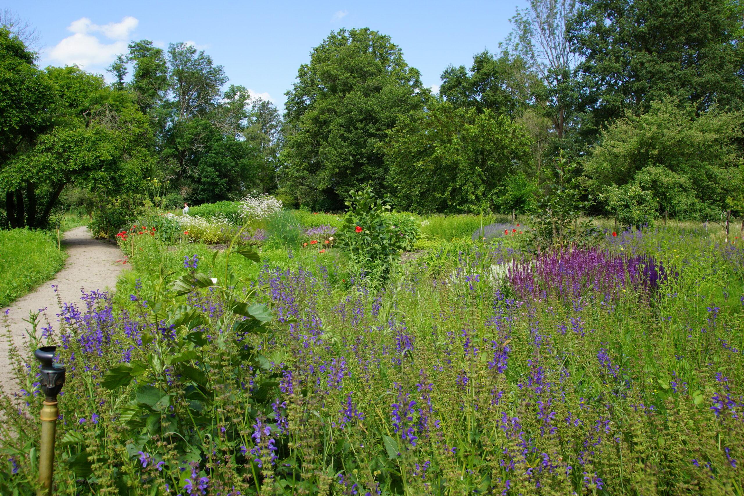 Im Garten der Spreewald Kräuterey Burg.