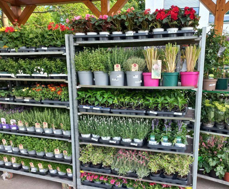 Gartenmarkt in der Werkstatt Guben.