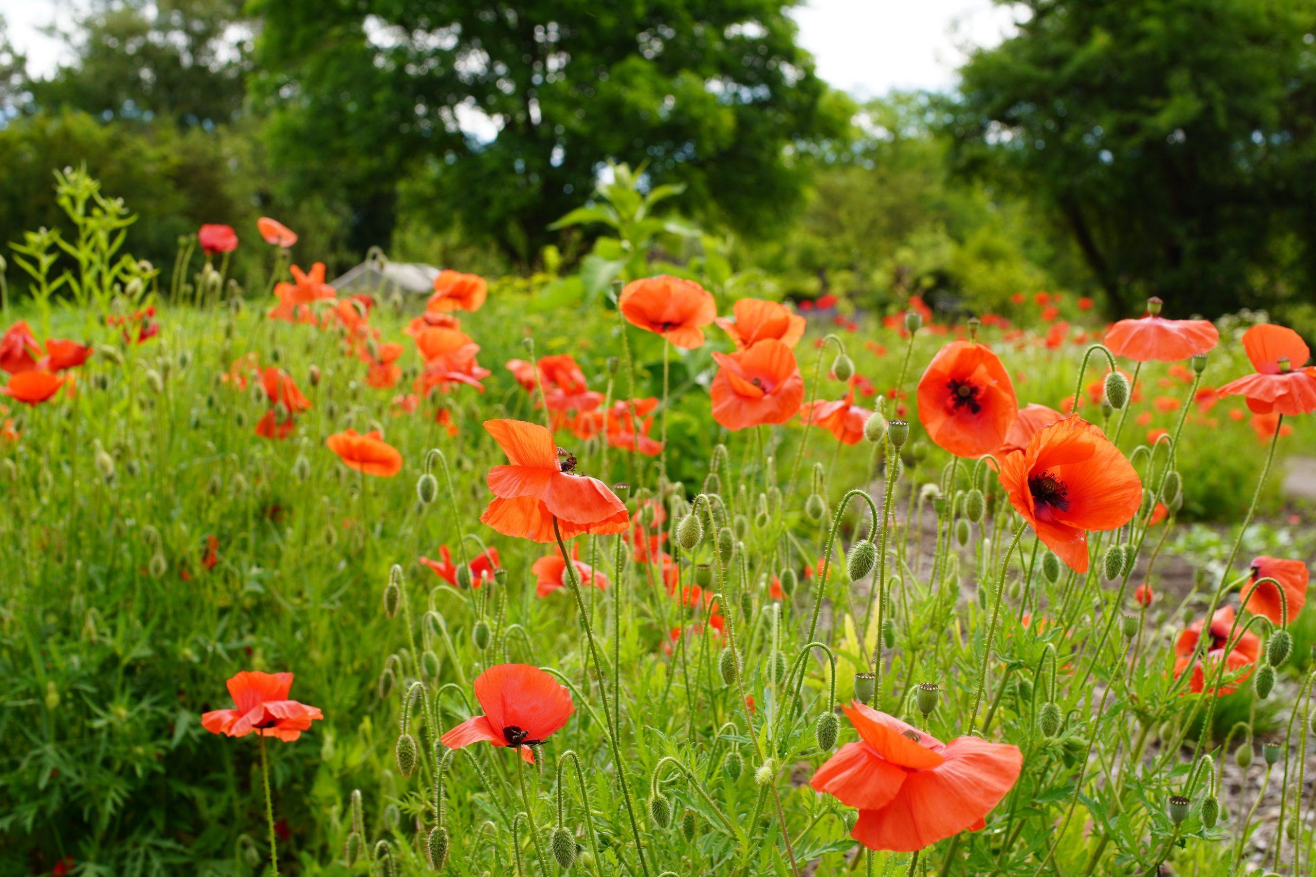 Blühender Klatschmohn im Garten der Kräuterey.